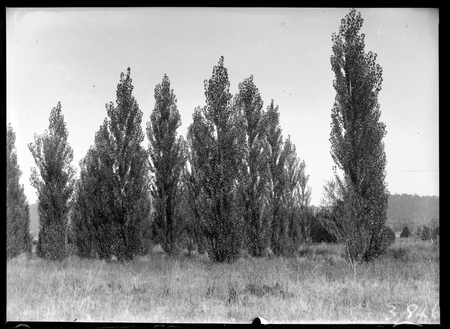 Clump of Lombardy poplars.