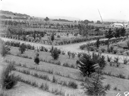 Plantation Nursery (aka Acton Nursery)