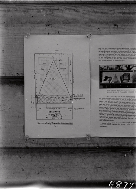 Pages from Farmers Bulletin about sheep-maggot flies, blow fly traps and parasites.