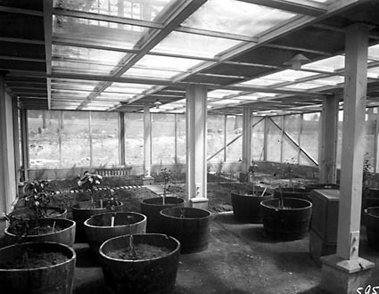 Interior of Insectarium , CSIR Laboratories,Clunies Ross Street, Black Mountain