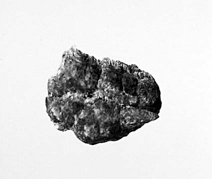  Specimens of St John's Wort