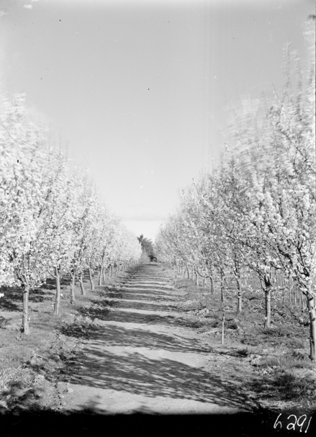 Flowering peach trees in bloom, Yarralumla Nursery.