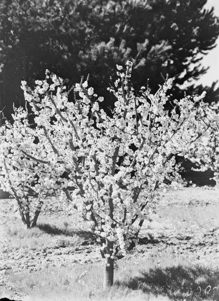 Flowering peach trees in bloom, Yarralumla Nursery.