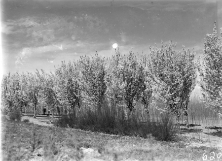 Flowering peach trees in bloom, Yarralumla Nursery.