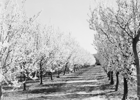 Flowering peach trees in bloom, Yarralumla Nursery.