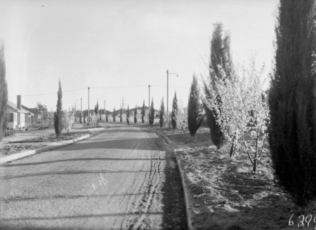 Flowering peach trees in bloom, street scene.