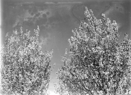 Flowering peach trees in bloom, Yarralumla Nursery.