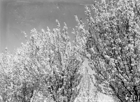 Flowering peach trees in bloom, Yarralumla Nursery.