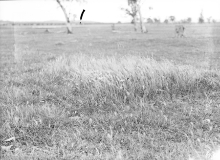 Pasture land and grasses.
