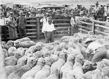 Auction of sheep in a sale yard.