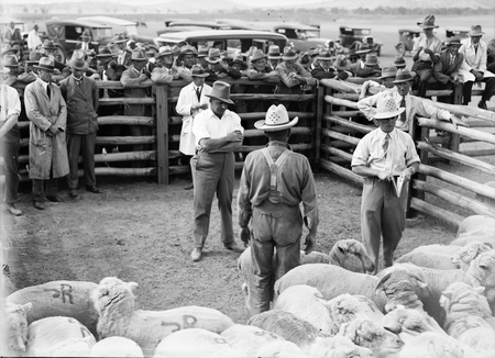 Spectators and bidders at a sheep auction sale.