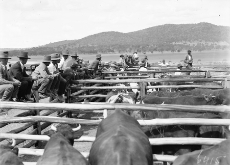 General view of saleyard with spectators.