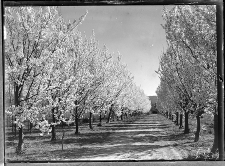 Trees in Spring blossom at Yarralumla Nursery.