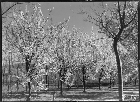 Trees in Spring blossom at Yarralumla Nursery.