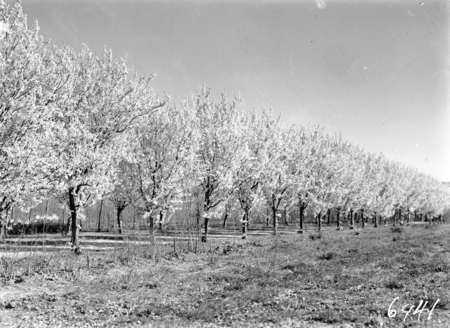 Trees in Spring blossom at Yarralumla Nursery.