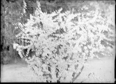 Peach trees in blossom.