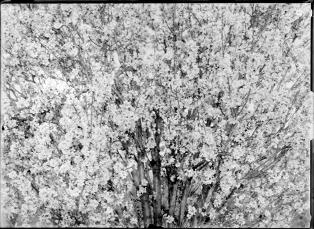 Peach trees in blossom.