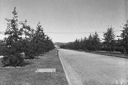 Torrens Street, Braddon, row of pin oak trees   