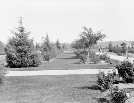 Part of gardens, Hotel Canberra.