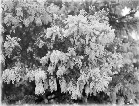 Wattle blossom.