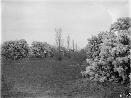 Wattle blossom and poplar trees.