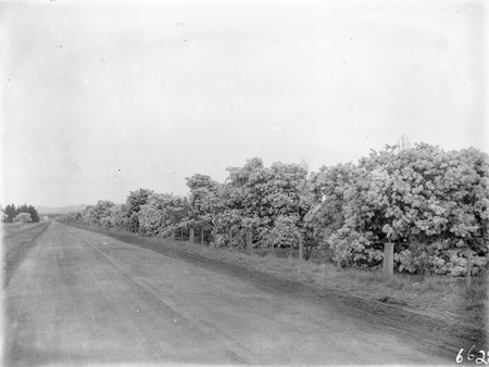 Northbourne Avenue looking south, wattle trees in blossom on right.