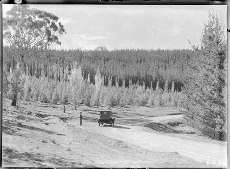 Pine forests. Road from Mount Stromlo.