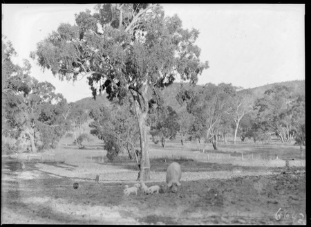Government hog farm, Federal Highway, Watson. Large white sow with piglets.