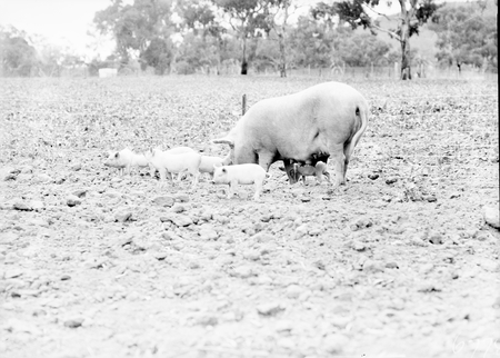 Large white sow and piglets at Government hog farm, off the Federal Highway, Watson.