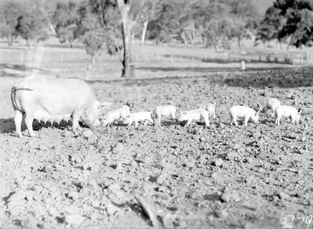 Large white sow and piglets at Government hog farm, off the Federal Highway, Watson.