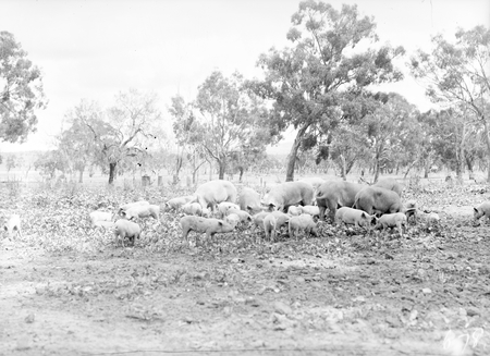 Pigs and piglets at Government hog farm off the Federal Highway, Watson.