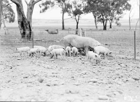 Large white sow and piglets at Government hog farm, off the Federal Highway, Watson.