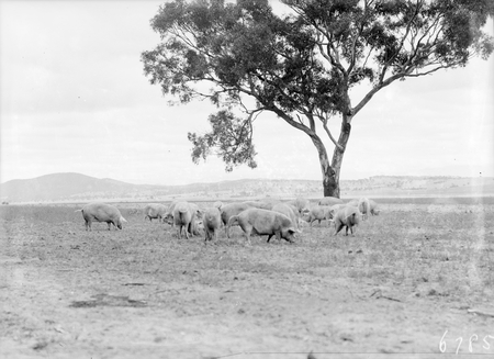 Pigs grazing at Government hog farm, off the Federal Highway, Watson.