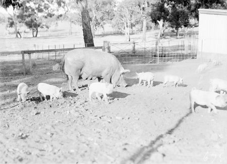 Large white sow and piglets at Government hog farm, off the Federal Highway, Watson.