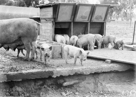 Pigs at the feeding troughs at the  Government hog farm, off the Federal Highway, Watson.