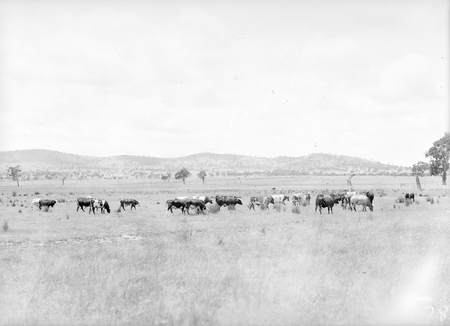 Cattle grazing at a farm off the Federal Highway, Watson.