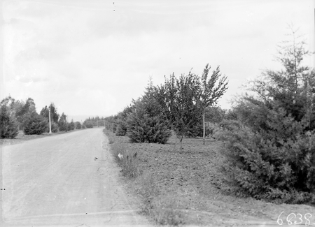 Trees in Wentworth Avenue, Kingston.