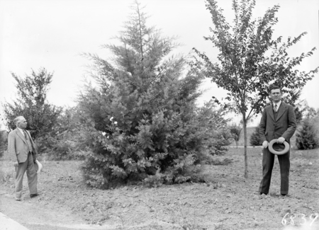 Trees in Wentworth Avenue, Kingston. C.S.Daley, Secretary of Federal Capital Commission, on right.
