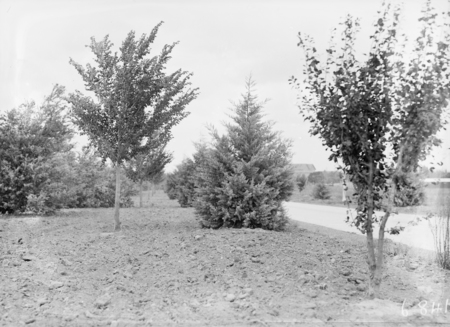 Trees in Wentworth Avenue, Kingston. Kingston Power Station roof in centre.