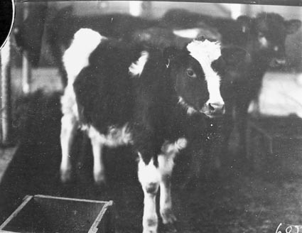 Heifer awaiting attention