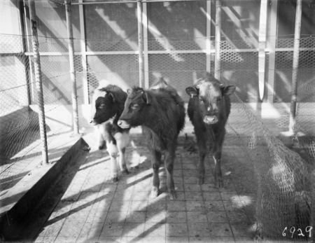 Three heifer calves awaiting treatment.