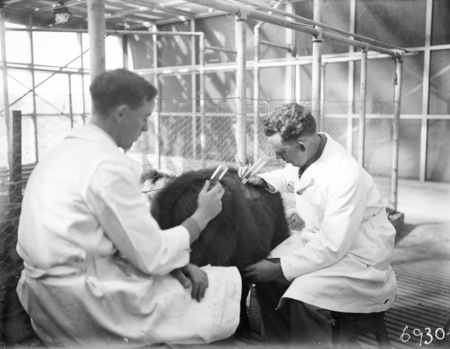 Animal under treatment.