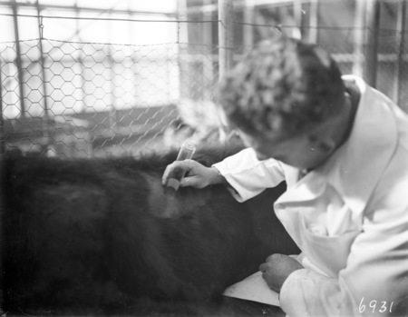 Animal under treatment.