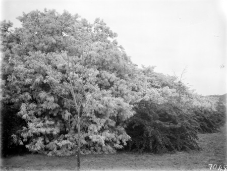 Wattle trees in blossom.