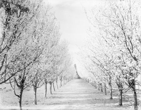 Fruit trees in blossom, Yarralumla Nursery.