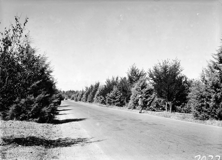 Shelter tree plantings along an Avenue.