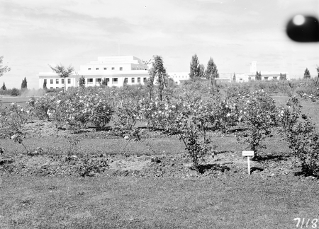 National Rose Garden with side view of Parliament House.