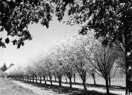 Fruit trees in blossom at Yarralumla Nursery.
