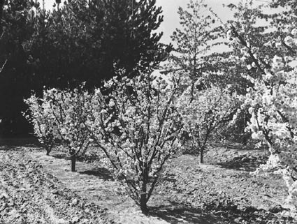 Fruit trees in blossom at Yarralumla Nursery