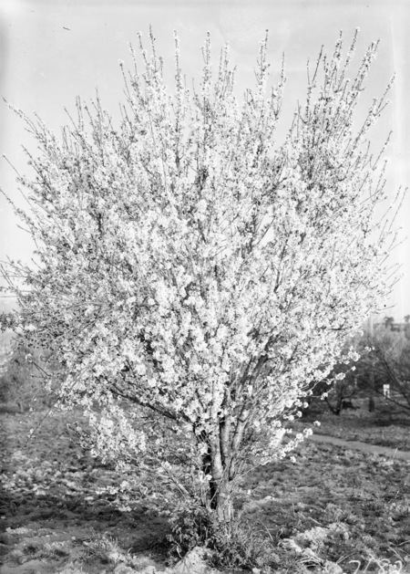 Plum tree in blossom.